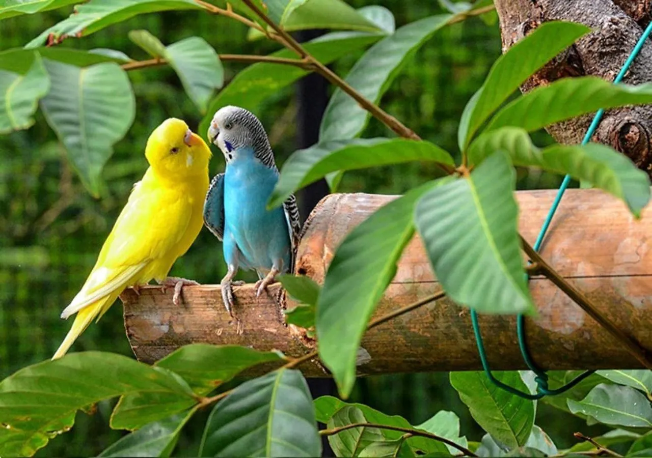 Orchard Nature Safari Camp Resort Melaka 0*, 말라카